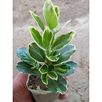 40 Adet Gm Taflan (Gmi Taflan) Kk Torbalarda, 10-15 cm.