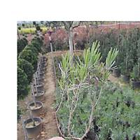 LAVANTA FDANI lavandula officinalis