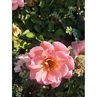 5 Adet Polyanna Gl, Polyanna Rose, Saksda, 20-25 Cm.
