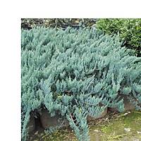 1.000 Adet Mavi Yayýlýcý Ardýç, Juniperus Squamata Blue Carpet, Saksýlý
