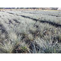 15 Adet Festuca Glauca (Mavi im) Yumak Otu, Mavi Koyun Yuma Saksda