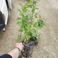 4 ADET LEYLAK FDANI 50-60 cm syringa vulgaris
