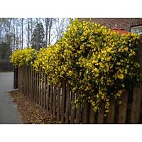 100 Adet Sarı Çiçekli Yasemin Fidanı 40-60 Cm. Boyunda,