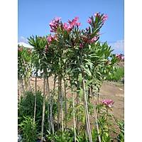 Tijli Pembe Zakkum Aac 1,70-200  Cm.  nerium oleander