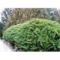 10 Adet Sabin Ardıcı, Juniperus sabina Saksıda, 40-50 Cm. Boyunda