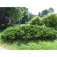 20 Adet Sabin Ardc, Juniperus sabina Saksda, 40-50 Cm. Boyunda