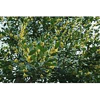 5 Adet Tüplü Defne Ağacı Fidanı 50-60 Cm. laurus nobilis