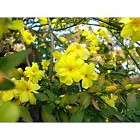 SARI EKL KOKULU YASEMN jasminum fruticans