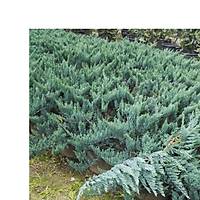 Mavi Yayýlýcý Ardýç, Juniperus Squamata Blue Carpet, Saksýlý