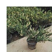10 Adet Alacalý Ardýç Juniperus Variegata, Saksýda, 30-40 Cm. Boyunda