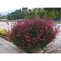 10 Adet Gavura iei (Gaura als) Saksda, 30-40 Cm. Boyunda