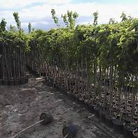 Ters Dut, Parat Dut Fidan , Al Saksda 160-180 Cm