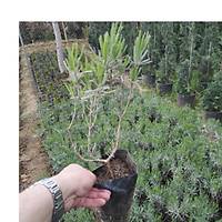 5 adet Lavanta Fidan lavandula officinalis, Kargo Dahil