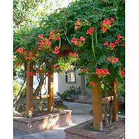 4 Adet  Acem Burusu Sarma campsis radicans 40-60 Cm. Torbada