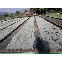 15 Adet Festuca Glauca (Mavi im) Yumak Otu, Mavi Koyun Yuma Saksda