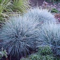 20 Adet Festuca Glauca (Mavi im) Yumak Otu, Mavi Koyun Yuma Saksda