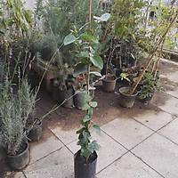 2 Adet Mis Kokulu Ful Arap Yasemini Fidan, Tpl, (Trmanc)