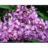 4 ADET LEYLAK FDANI 50-60 cm syringa vulgaris
