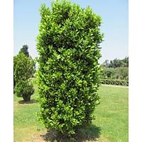 5 Adet Tüplü Defne Ağacı Fidanı 50-60 Cm. laurus nobilis