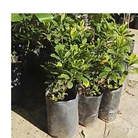 2 Adet Gardenya iei, 20-30 Cm. gardenia jasminoides
