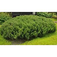 10 Adet Sabin Ardc, Juniperus sabina Saksda, 40-50 Cm. Boyunda
