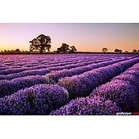 LAVANTA FDANI lavandula officinalis