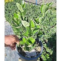 10 Adet Gm Taflan, saksda, Euonymus japonicus Silver King