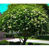 40 Adet Ligustrum japonicum (Japon Kurtbar), Kk Tp Torbalarda, Yaprak Dkmez