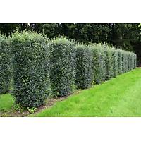 10 ADET LGUSTRUM FDANI lkstrm(kurtbar) ligustrum vulgare