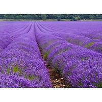 20 adet Lavanta Fidan lavandula officinalis, Kargo Dahil