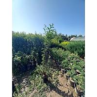 10 Adet Ligstrm, 1 m. Boyunda Japon Kurtbar (Ligustrum japonicum)