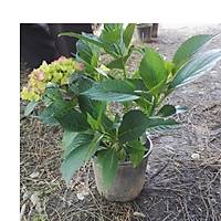 Saksl Ortanca iei, hydrangea macrobhylla