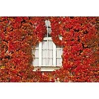 AMERKAN SARMAII-5 yaprakl parthenocissus quinquefolia KARGO D