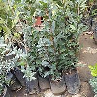 Tpl Defne Aac Fidan 50-60 Cm. laurus nobilis