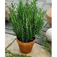 20 Adet Biberiye Fidan rosmanirus officinalis Kargo Dahil