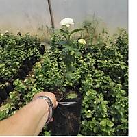 5 Adet Katmerli Full Yasemin iei, Torbada,20-40 Cm