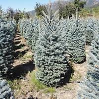 Mavi Ladin Picea pungens 170-200 Cm. Dolgun, Çuvalda
