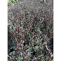 10 Adet Gavura iei (Gaura als) Saksda, 30-40 Cm. Boyunda