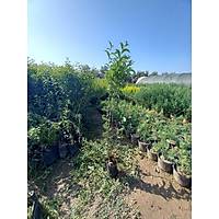 10 Adet Ligstrm, 1 m. Boyunda Japon Kurtbar (Ligustrum japonicum)
