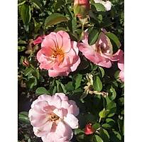 5 Adet Polyanna Gl, Polyanna Rose, Saksda, 20-25 Cm.