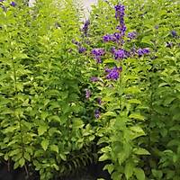 2 Adet Duranda Fidan-aa menekesi duranta erecta