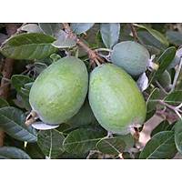 (Kaymak Aac) Feijoa Fidan, Saksda Meyve Verecek Olgunlukta