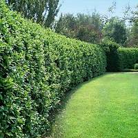 40 Adet Ligustrum japonicum (Japon Kurtbar), Kk Tp Torbalarda, Yaprak Dkmez