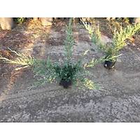 10 Adet Sabin Ardc, Juniperus sabina Saksda, 40-50 Cm. Boyunda