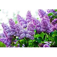 4 ADET LEYLAK FDANI 50-60 cm syringa vulgaris