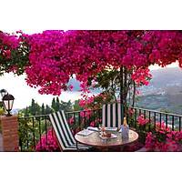 Begonvil Gelin Duva Sarc (gelin duva) bougainvillea