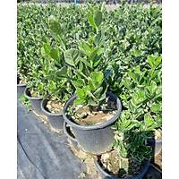 10 Adet Gm Taflan, saksda, Euonymus japonicus Silver King