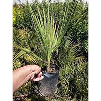 Palmiye Fidan, (Chamaerops Washingtonia Filifera) Naylon Torbada, Her Mevsim Dikile Bilir