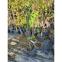 Kays Fidan Perfect Red Erkenci, Al, Sertifikal,