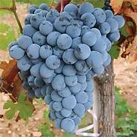KZ GZ ZM FDANI Vitis vinifera KARGO DAHL, TPL